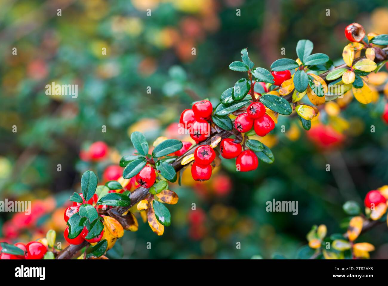 Cotoneaster horizontalis red autumn berries closeup selective focus Stock Photo