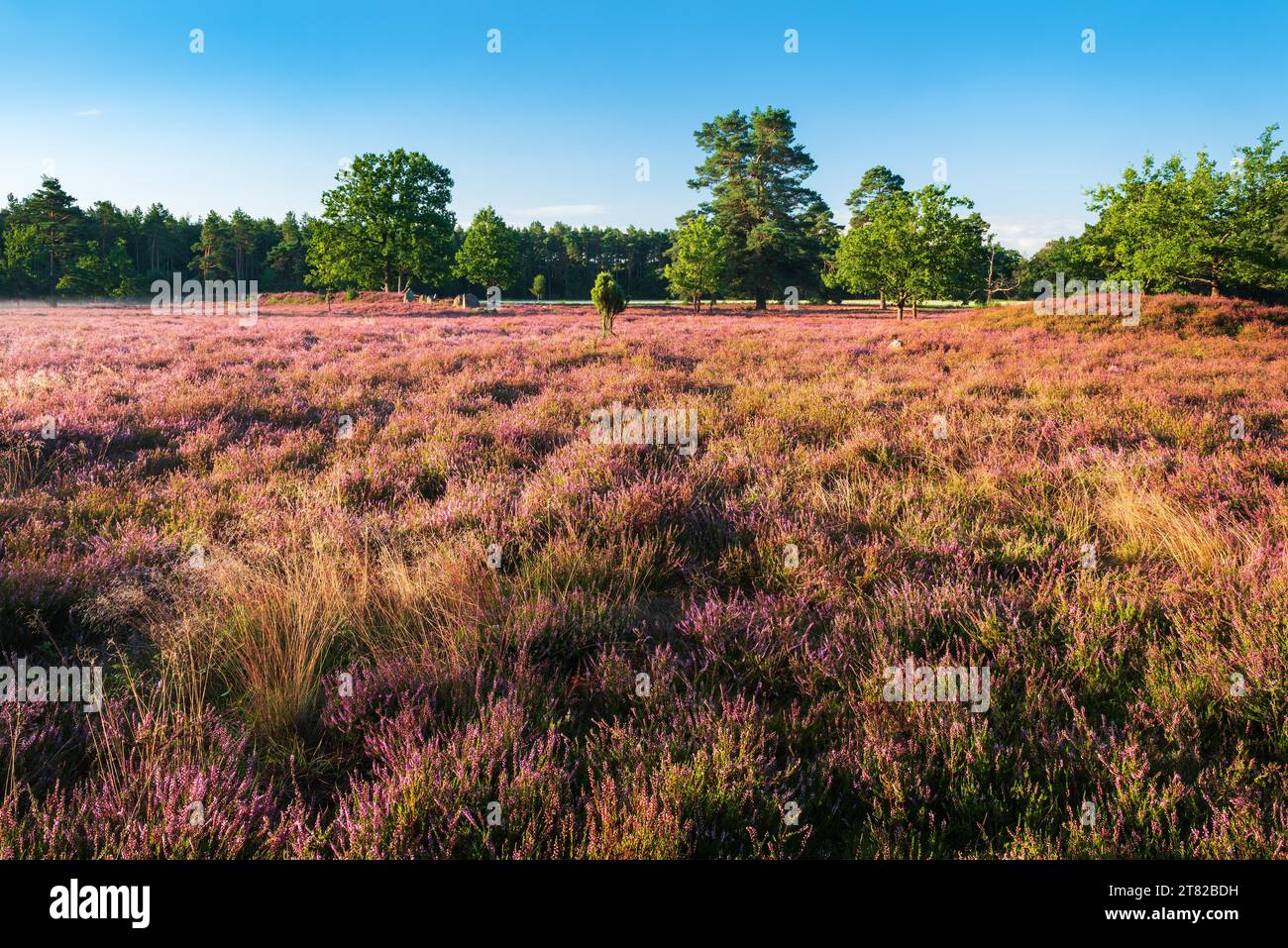 Typical heath landscape with flowering heather, in the background