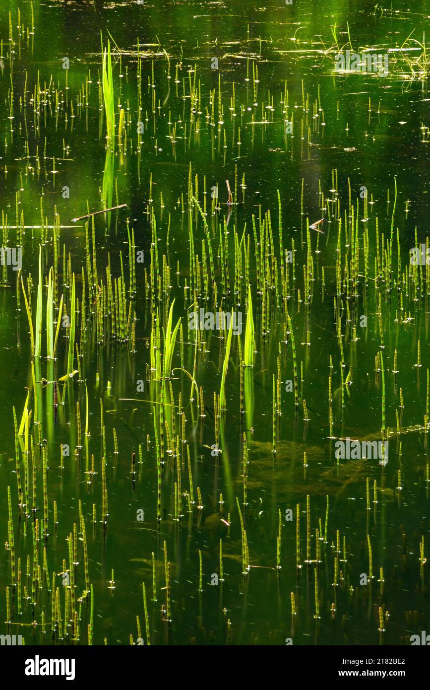 Water plants sprouting from a forest lake in spring, detail, Thuringia, Germany Stock Photo