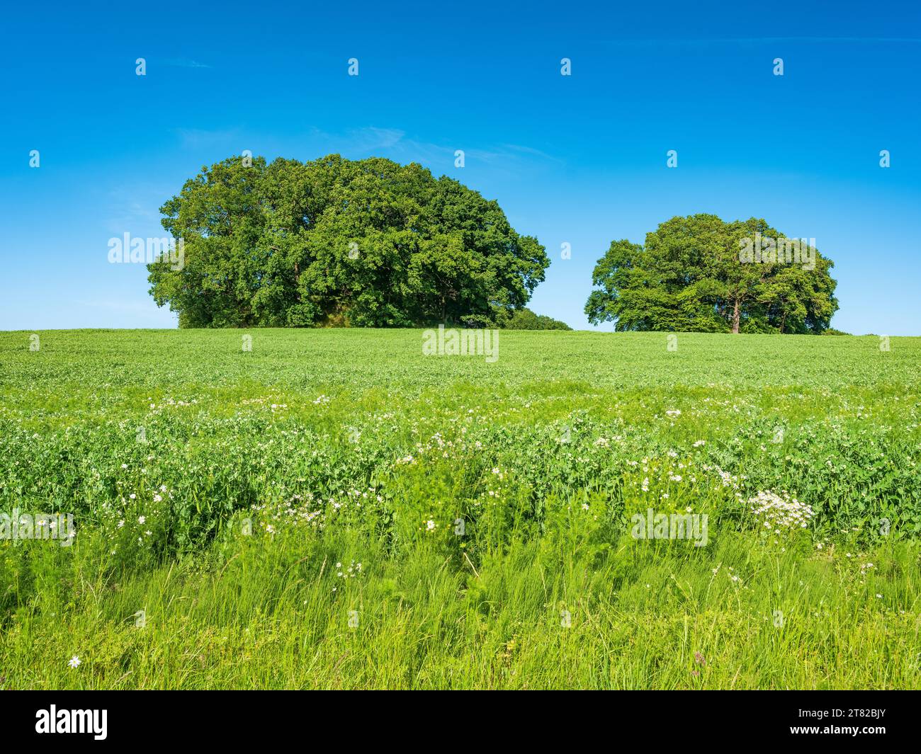Green field with Bronze Age burial mounds under a blue sky, Woorker Berge burial mound, Ruegen Island, Mecklenburg-Western Pomerania, Germany Stock Photo