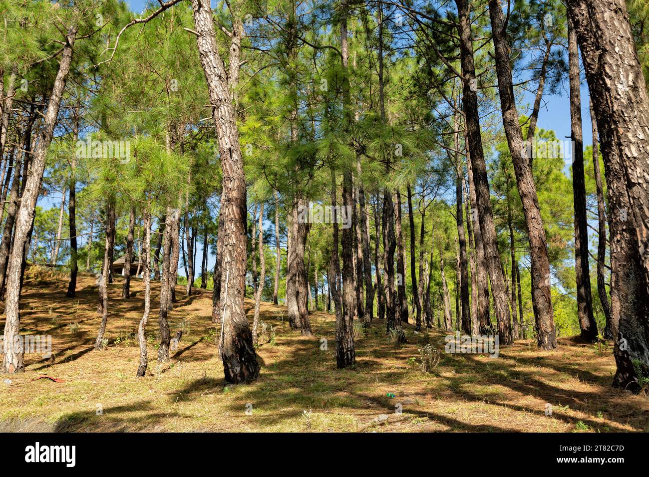 Deodars cedar trees in Dandeshwar, Jageshwar Road, Almora, Uttarakhand, India Stock Photo