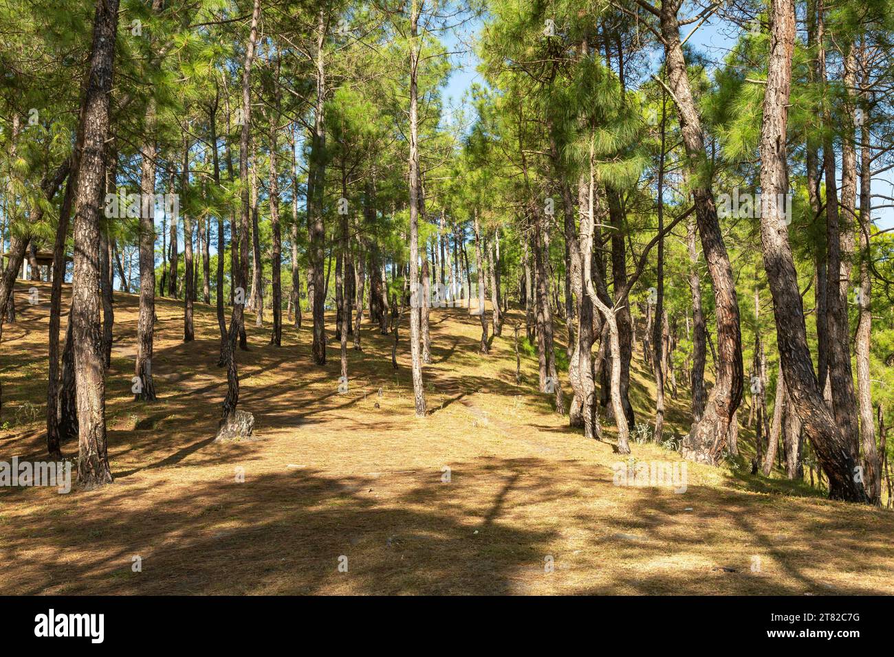 Deodars cedar trees in Dandeshwar, Jageshwar Road, Almora, Uttarakhand, India Stock Photo