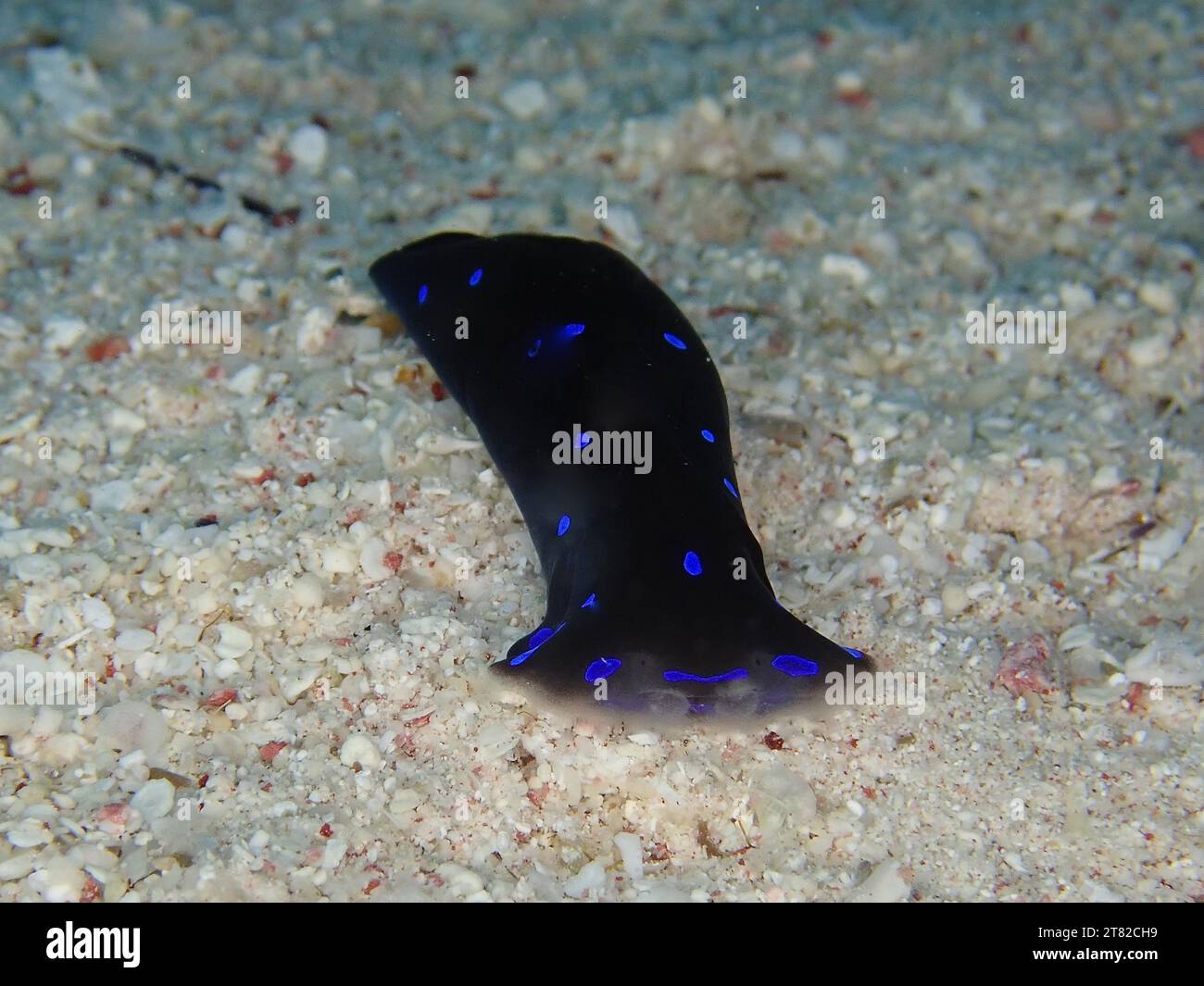 Blue spot head shield (Chelidonura livida), dive site House Reef, Mangrove Bay, El Quesir, Red Sea, Egypt Stock Photo