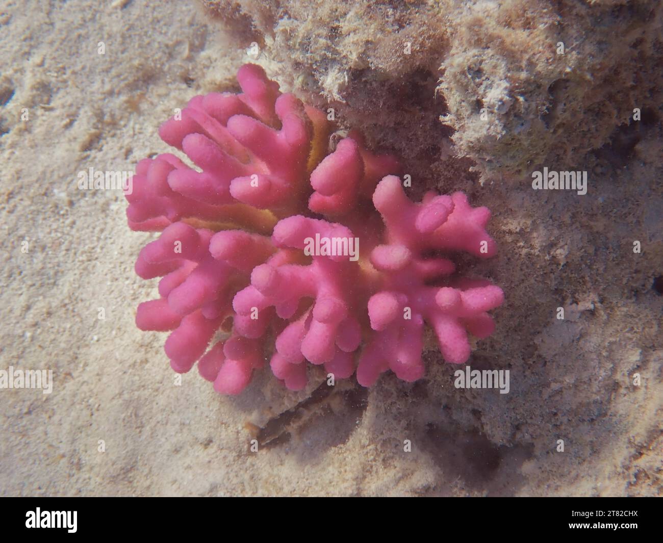 Griffel coral (Stylophora pistillata), dive site House Reef, Mangrove Bay, El Quesir, Red Sea, Egypt Stock Photo