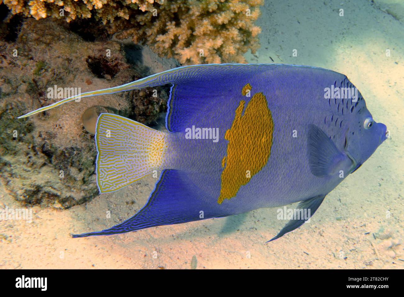 Halfmoon angelfish (Pomacanthus maculosus), Shaab El Erg dive site, Hurghada, Egypt, Red Sea Stock Photo