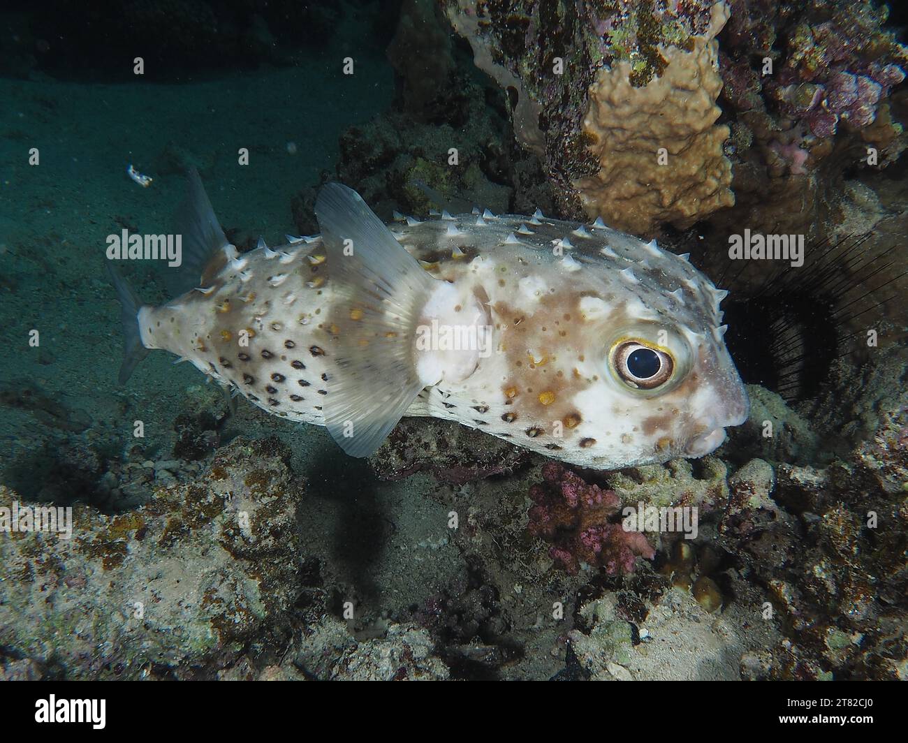 Spotbase burrfish (Cyclichthys spilostylus), dive site House Reef, Mangrove Bay, El Quesir, Red Sea, Egypt Stock Photo