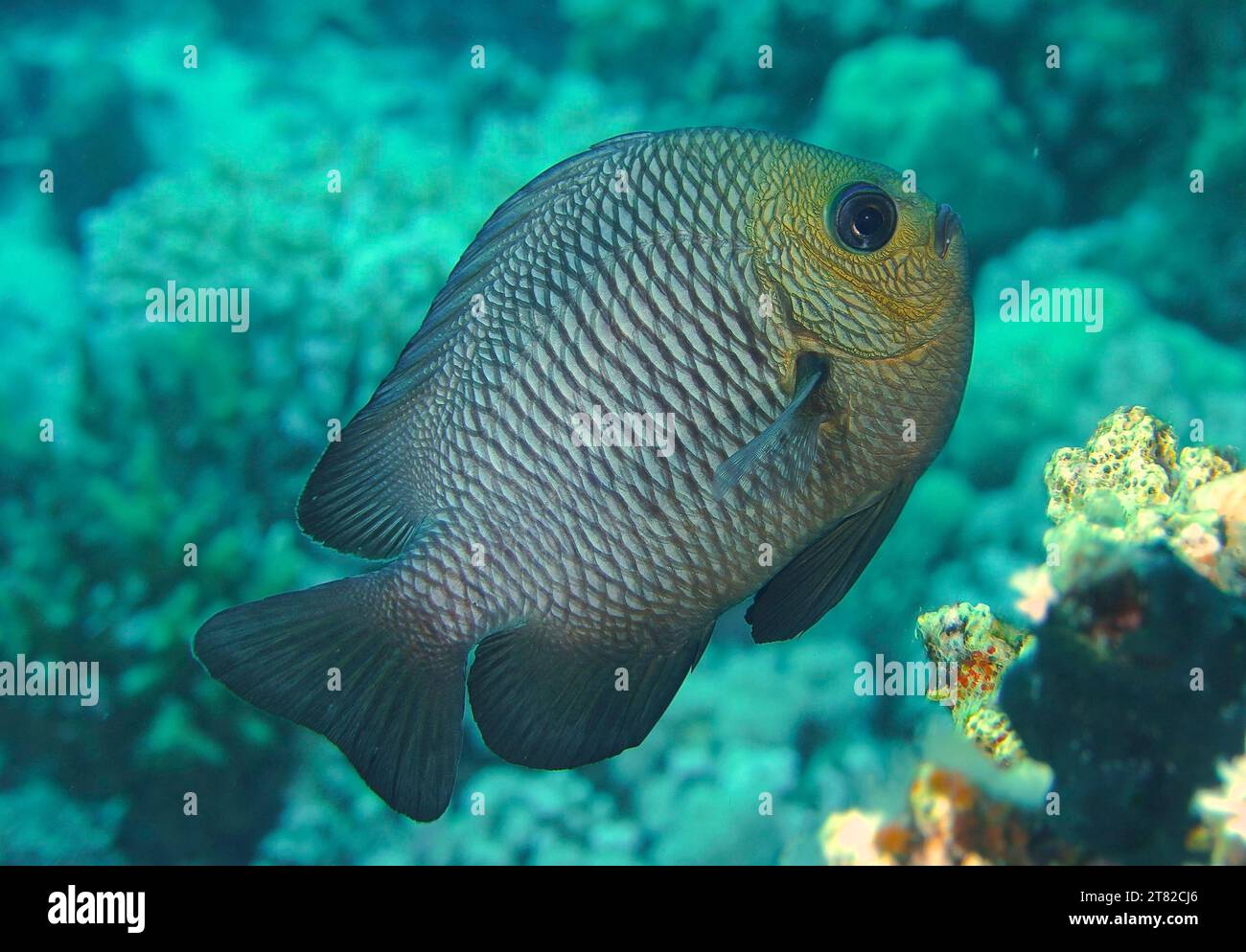 Three-spotted Prussian Wrasse (Dascyllus trimaculatus), dive site House Reef, Mangrove Bay, El Quesir, Red Sea, Egypt Stock Photo