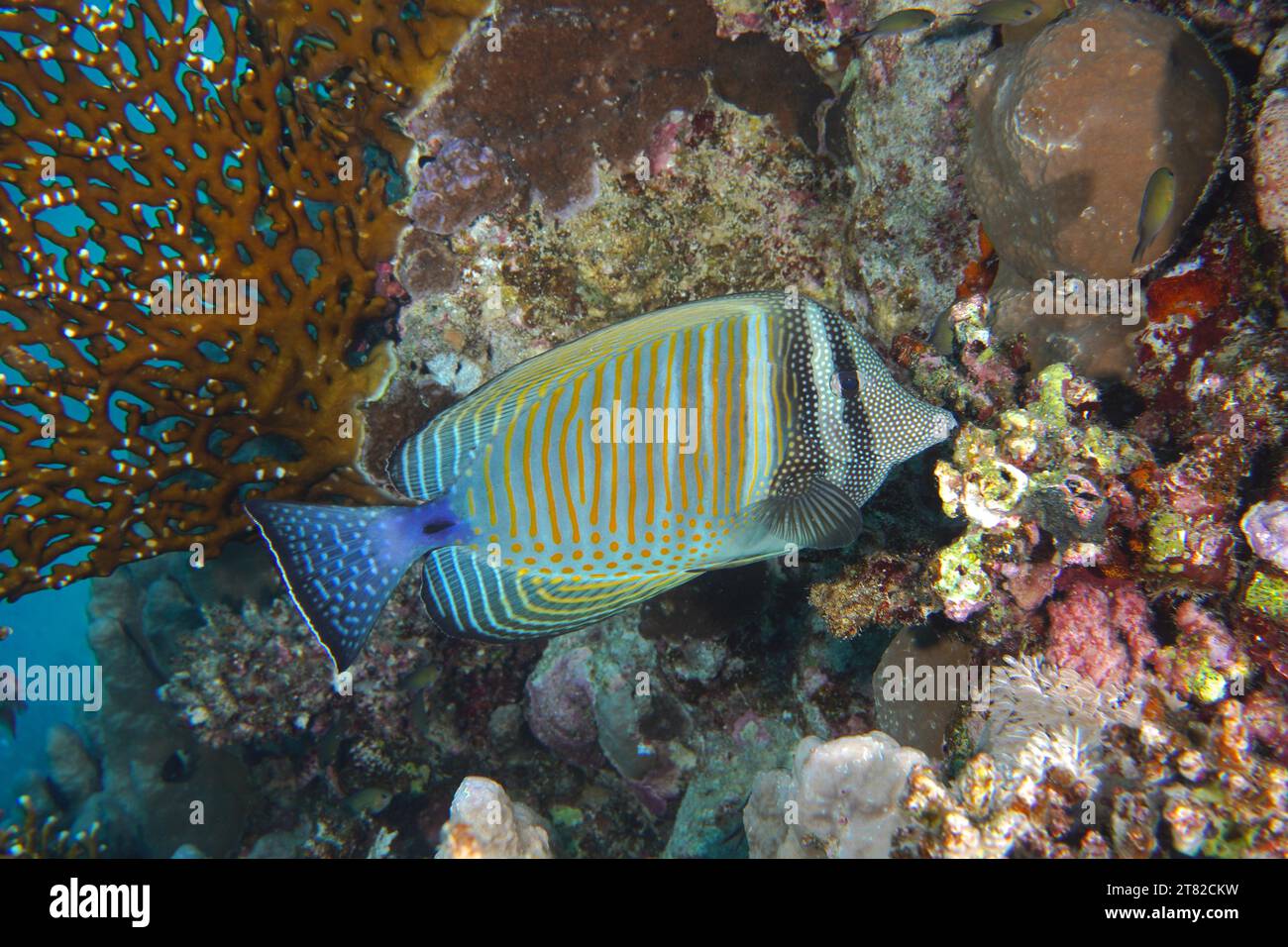 Desjardin's sailfin tang (Zebrasoma desjardinii), dive site Shaab Sharm Reef, Red Sea, Egypt Stock Photo