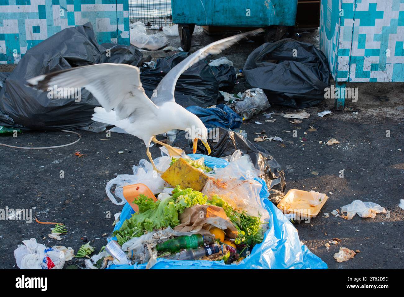 Seagulls looking for food in the trash Stock Photo