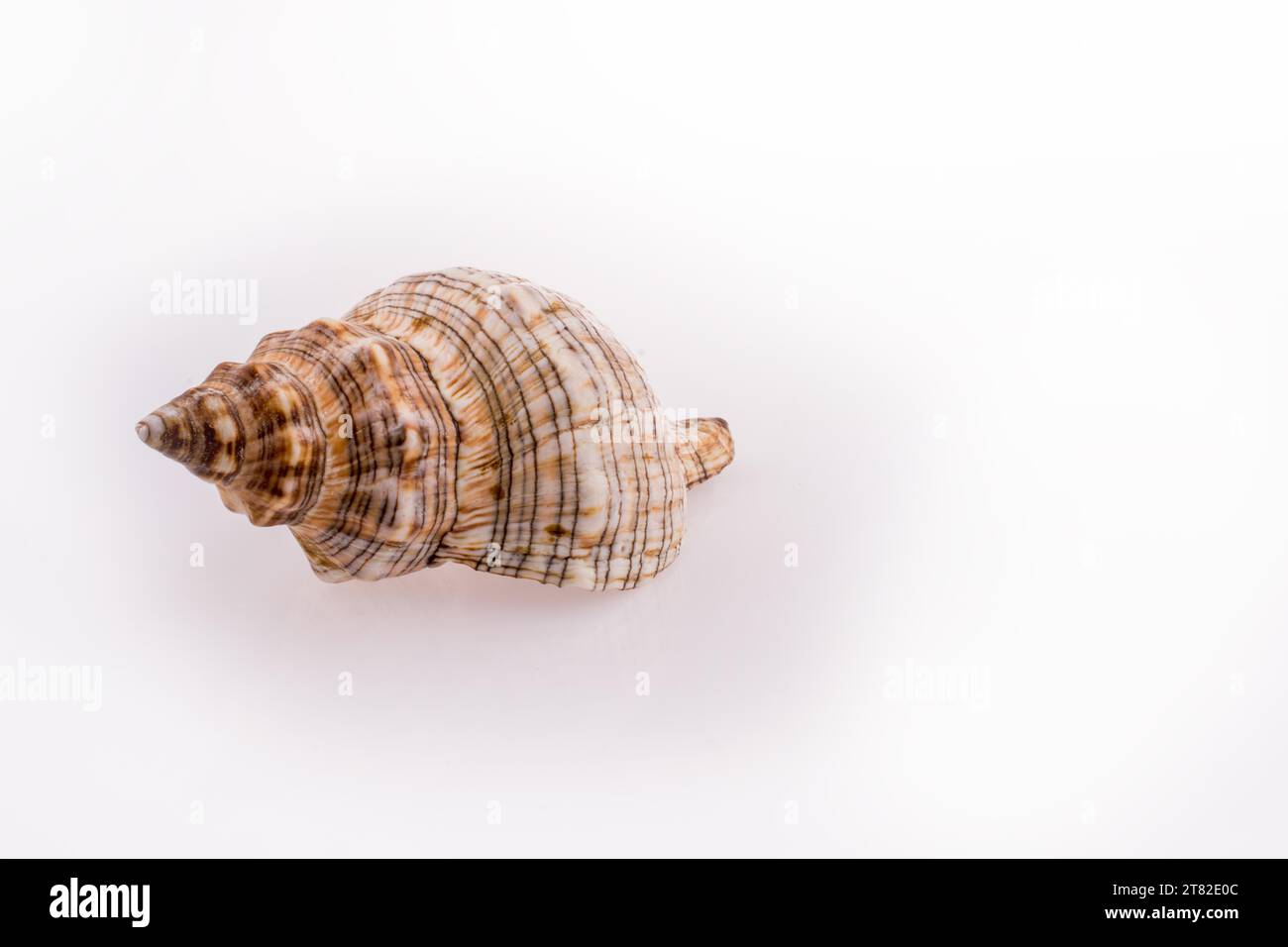 Plain Shell Sea shell against plain hi-res stock photography and images - Alamy