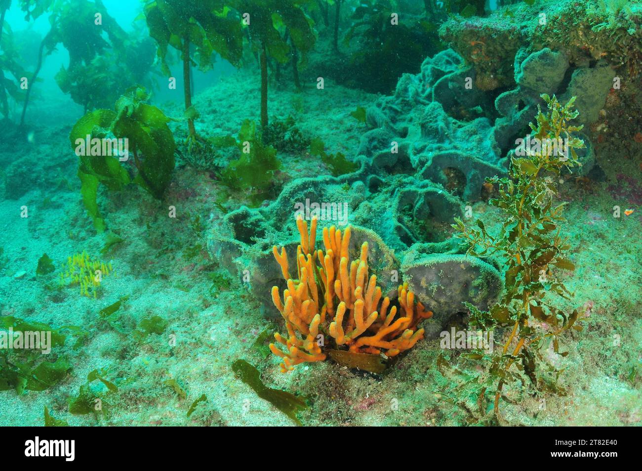 Sponges of various shapes among kelp on rocky reef in temperate Pacific Ocean. Location: Leigh New Zealand Stock Photo