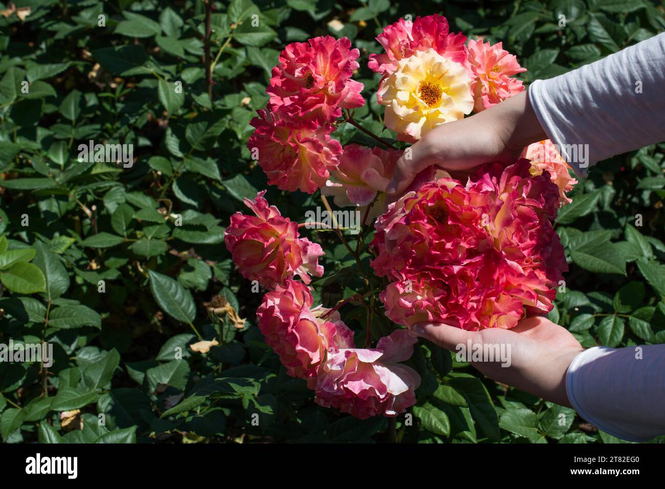 Beautiful fresh roses in hand Stock Photo