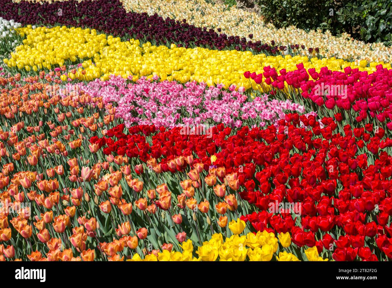 Colorful tulip flowers bloom in the garden Stock Photo - Alamy