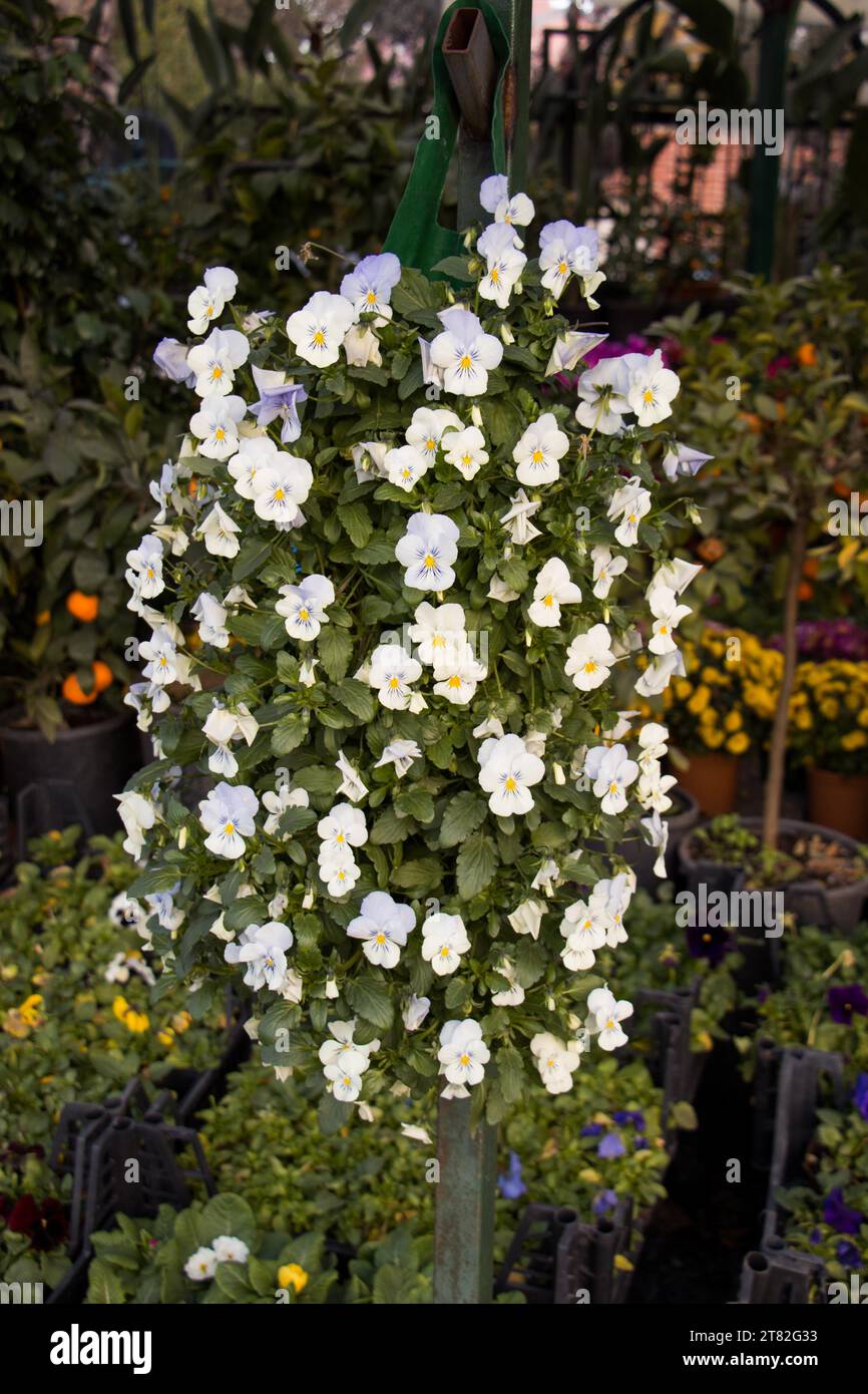 Beautiful fresh flowers as a nature background Stock Photo - Alamy