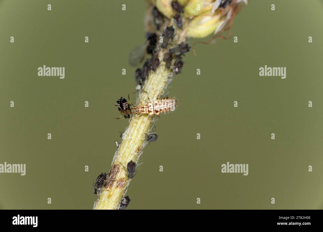 The elongated light-coloured lacewing larvae (Chrysopidae), also known as aphid lions, are used as biological plant protection because of their Stock Photo