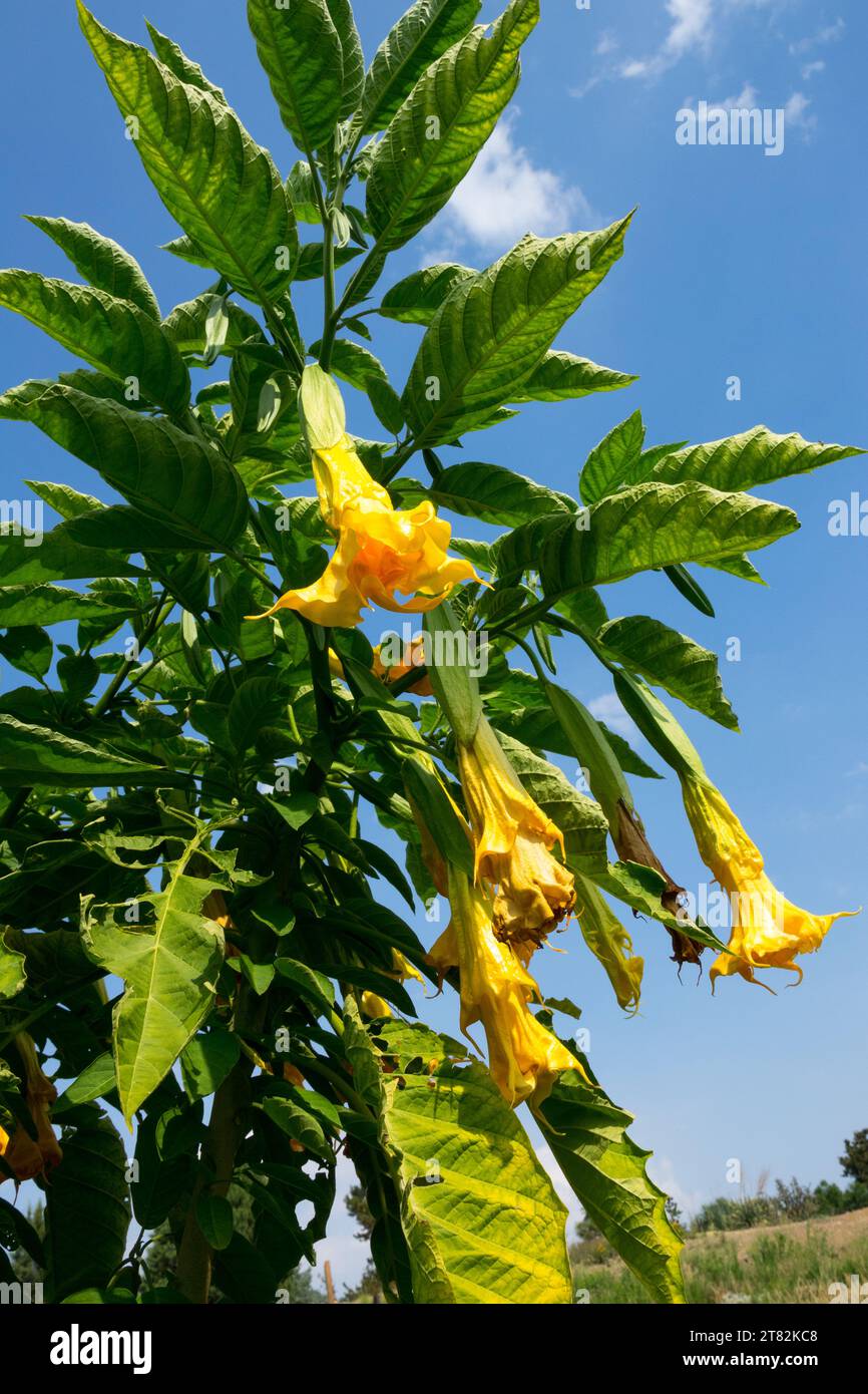 Angel trumpet plant hires stock photography and images Alamy