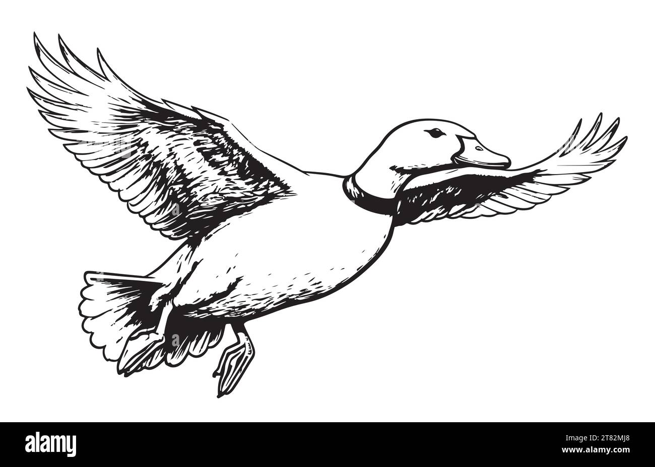Duck flying sketch painted vector illustration Bird Farm Stock Vector