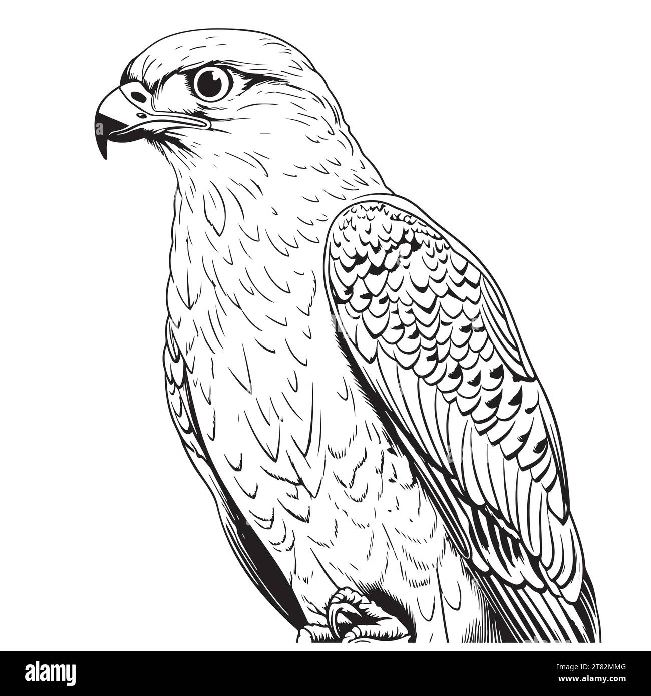 Bird of prey species Stock Vector Images - Alamy