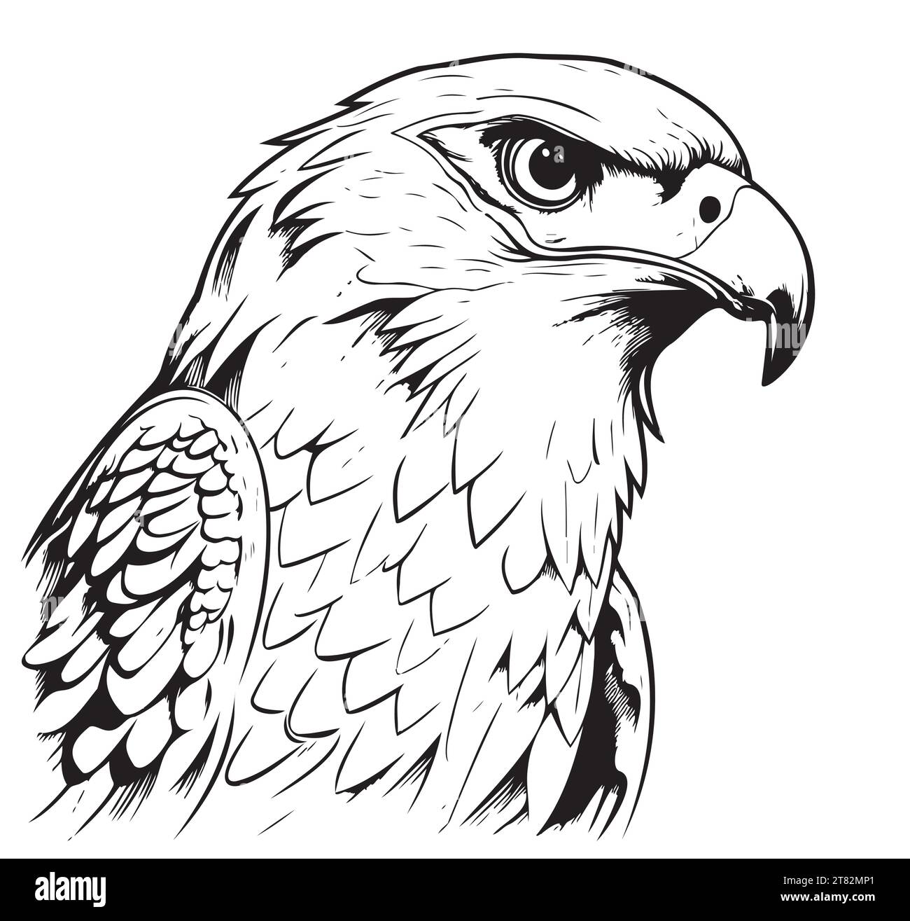 Vector drawing of a falcon head on a white background Wild birds Stock