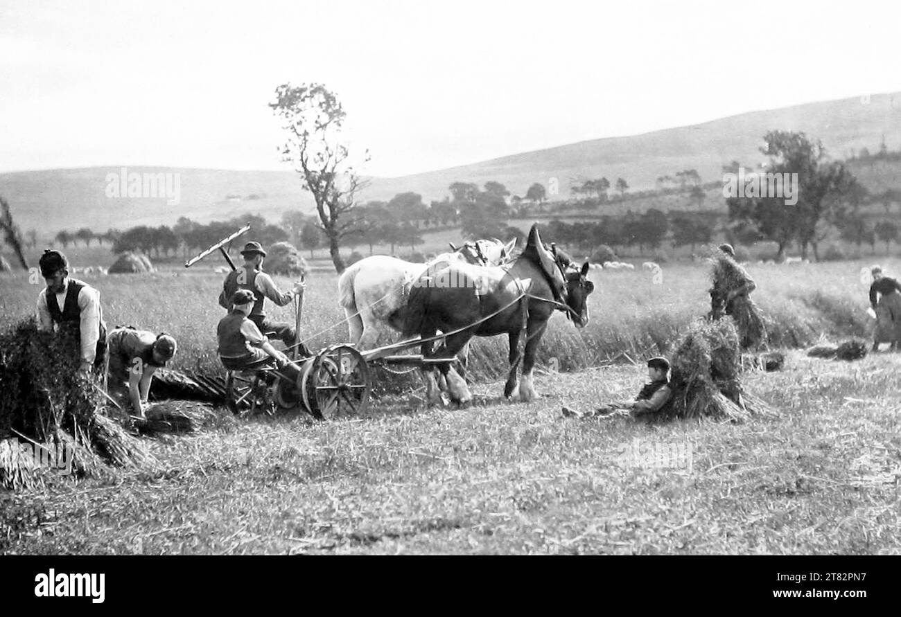 Farming (reaping), Victorian period Stock Photo