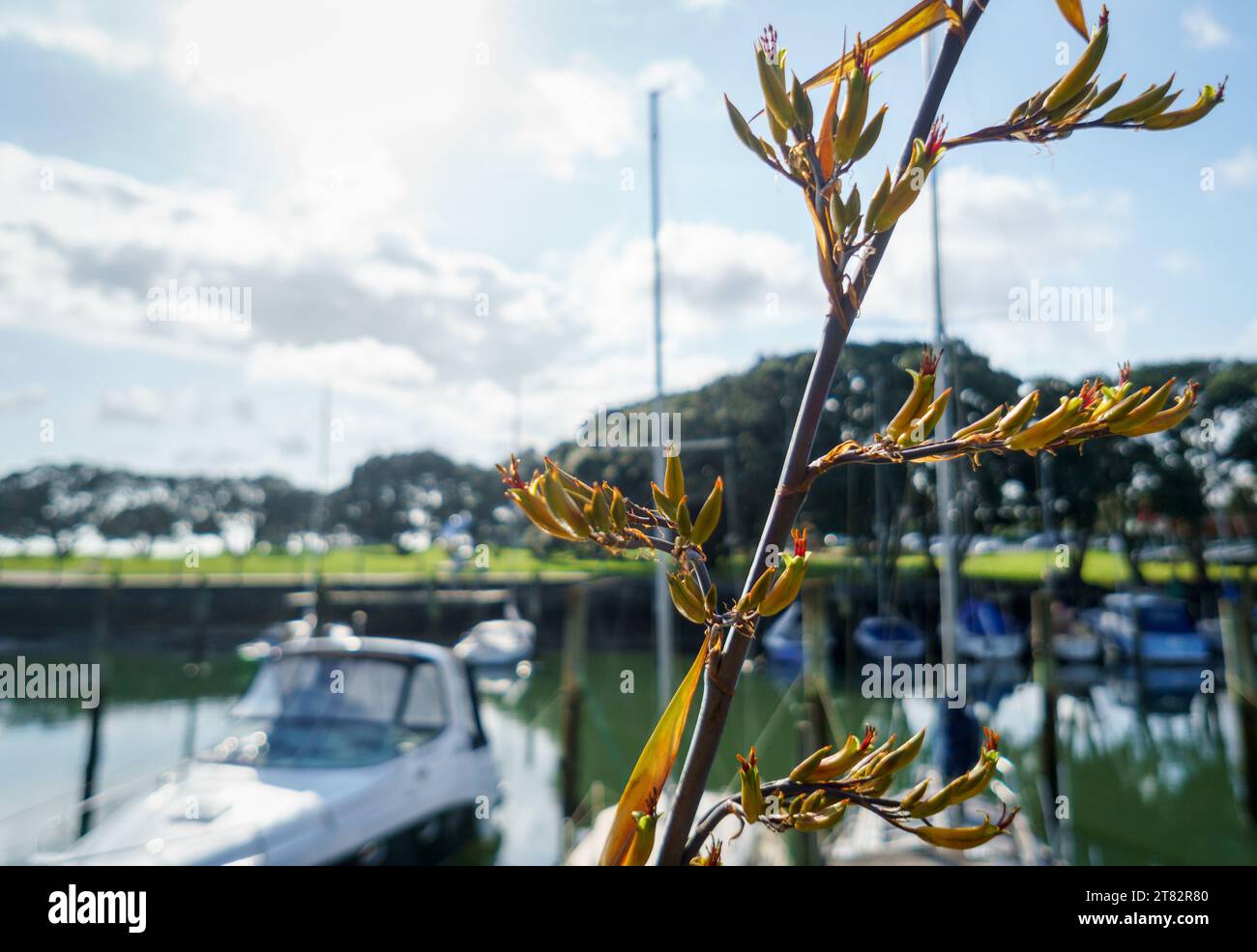 Fresh native New Zealand Flax (Harakeke) in sprint at Milford Beach Reserve. Boats moored on the banks of water. Milford. Auckland. Stock Photo