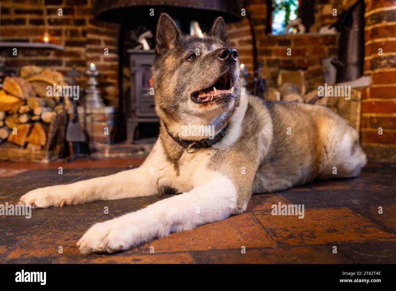 Delilah is an Akita dog sitting in front of her big old fireplace, she lives in The Boot pub, Sarratt, Herts, UK. Stock Photo