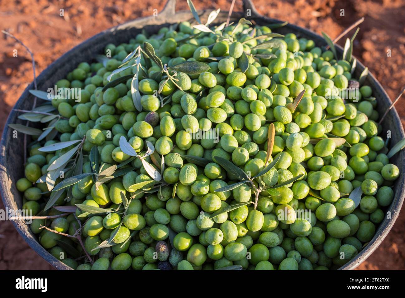 Harvesting bucket full of green olives. Table olives harvest season scene Stock Photo