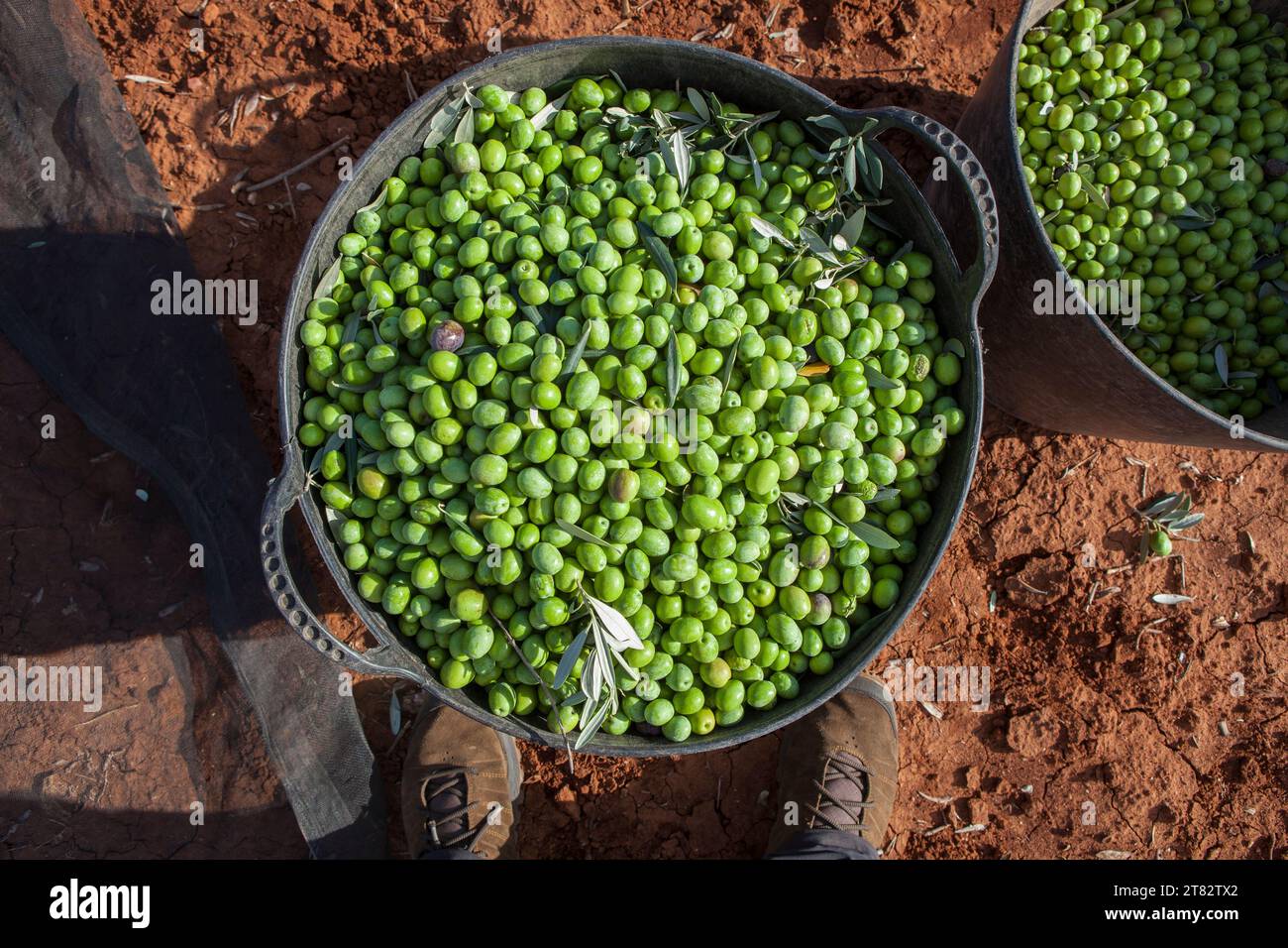 Harvesting bucket full of green olives. Person Point of View Stock Photo