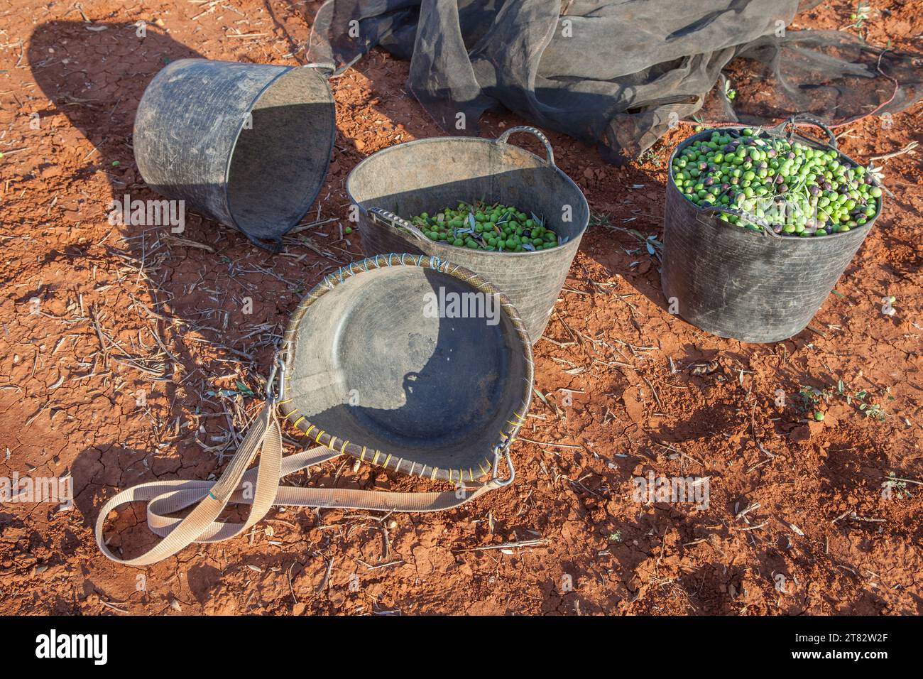 Fruit-gathering basket and harvesting buckets. Table olives harvest season scene Stock Photo