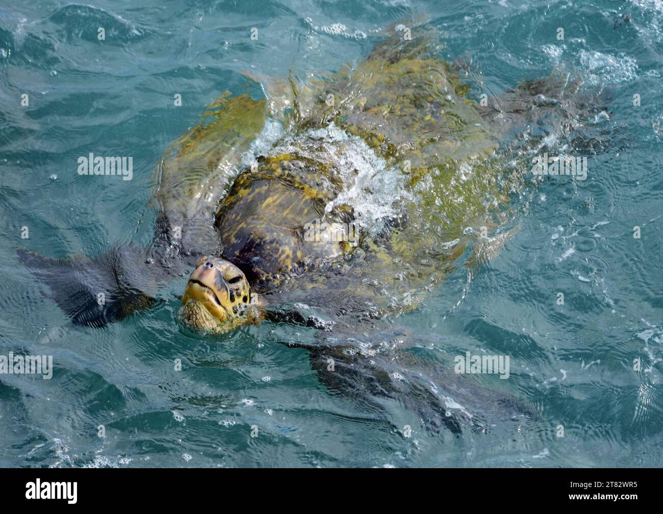 green sea turtle swimming in the pacific ocean and taking a breath in ...
