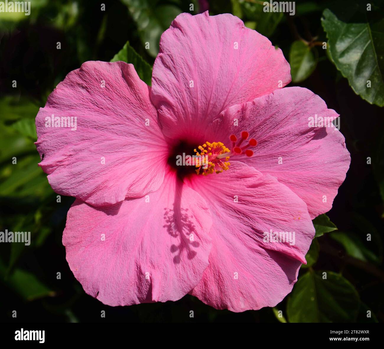 Five lobed flower capsule hires stock photography and images Alamy