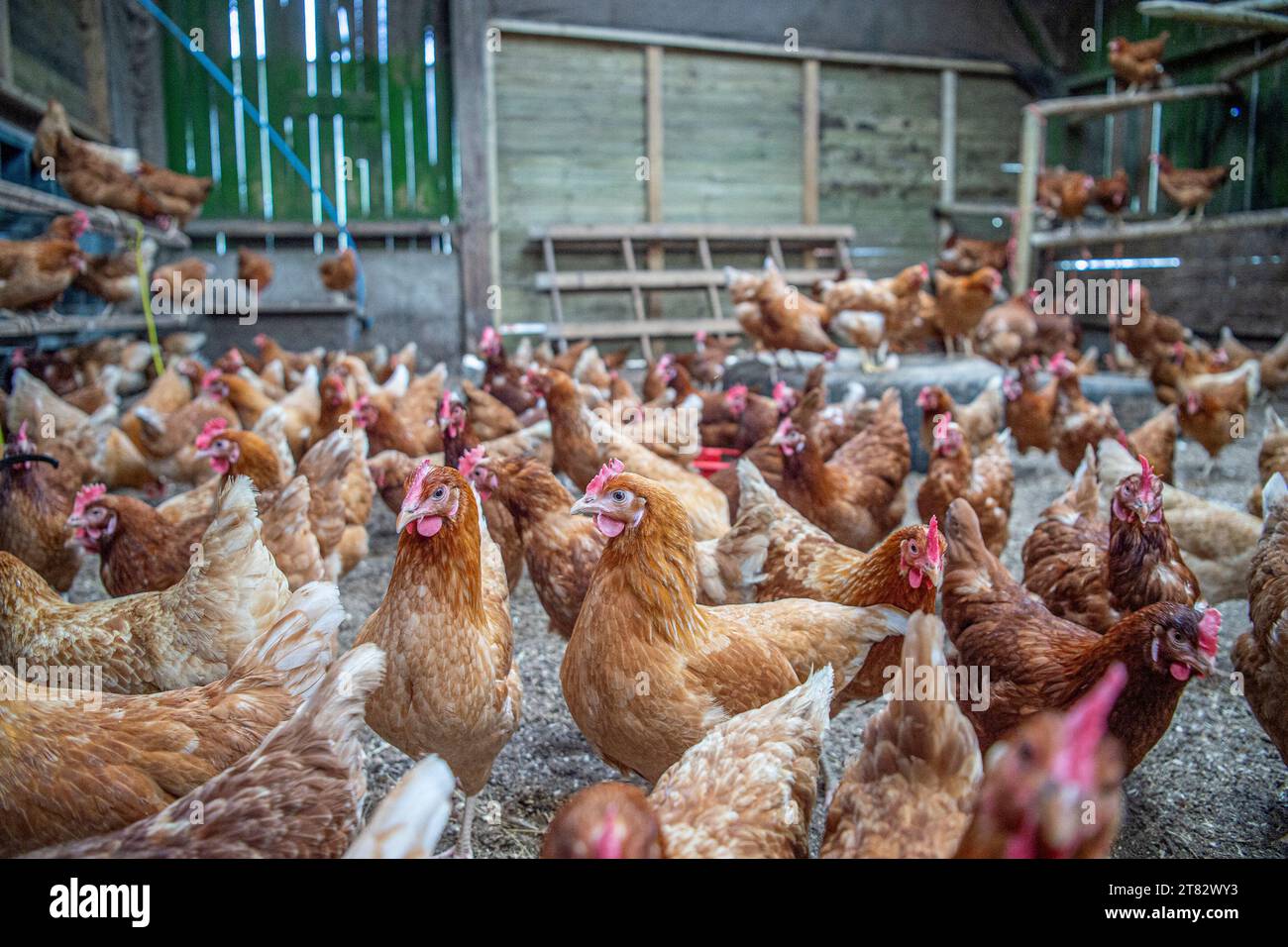 laying hens in a poultry shed Stock Photo