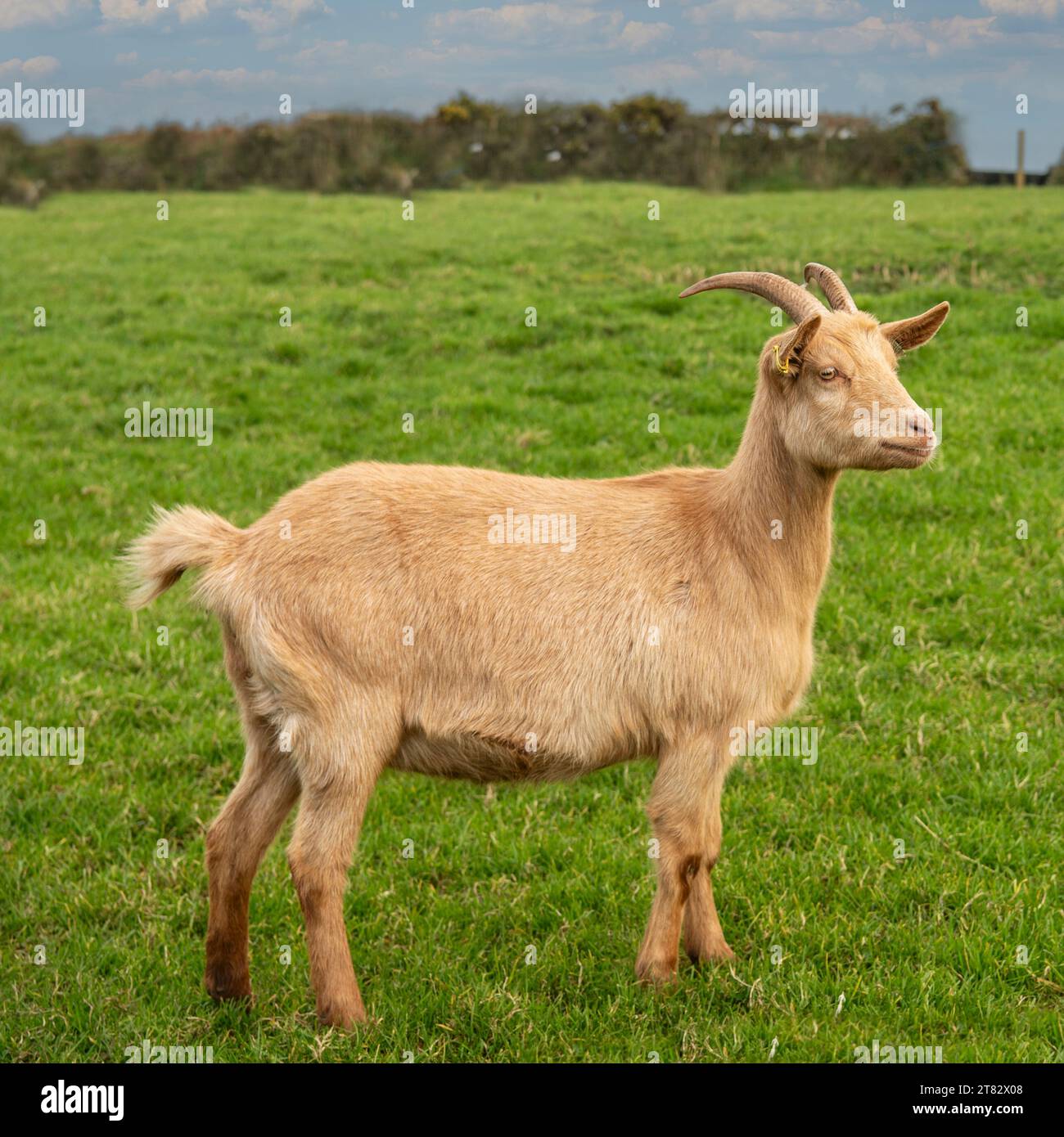 Golden Guernsey goat Stock Photo