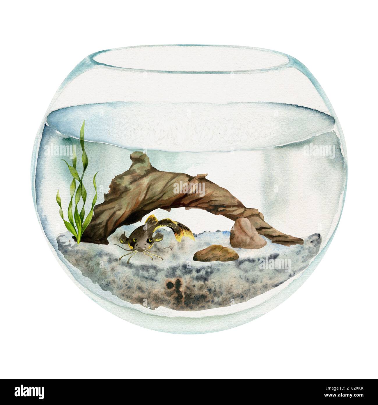 Hand drawn watercolor aquarium fish, algae, bog wood in round fishbowl