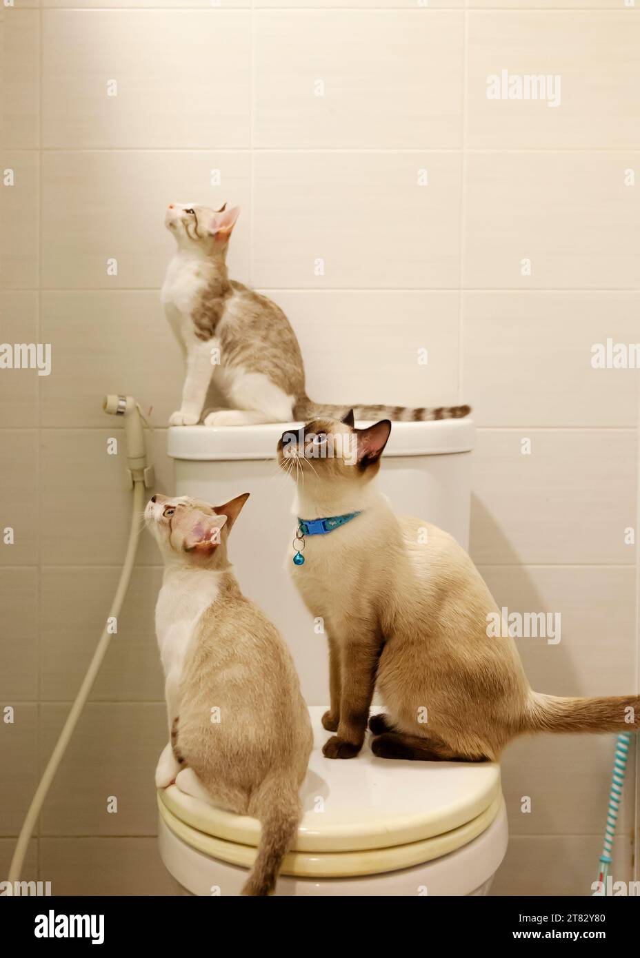 Cat toilet flush hot sale