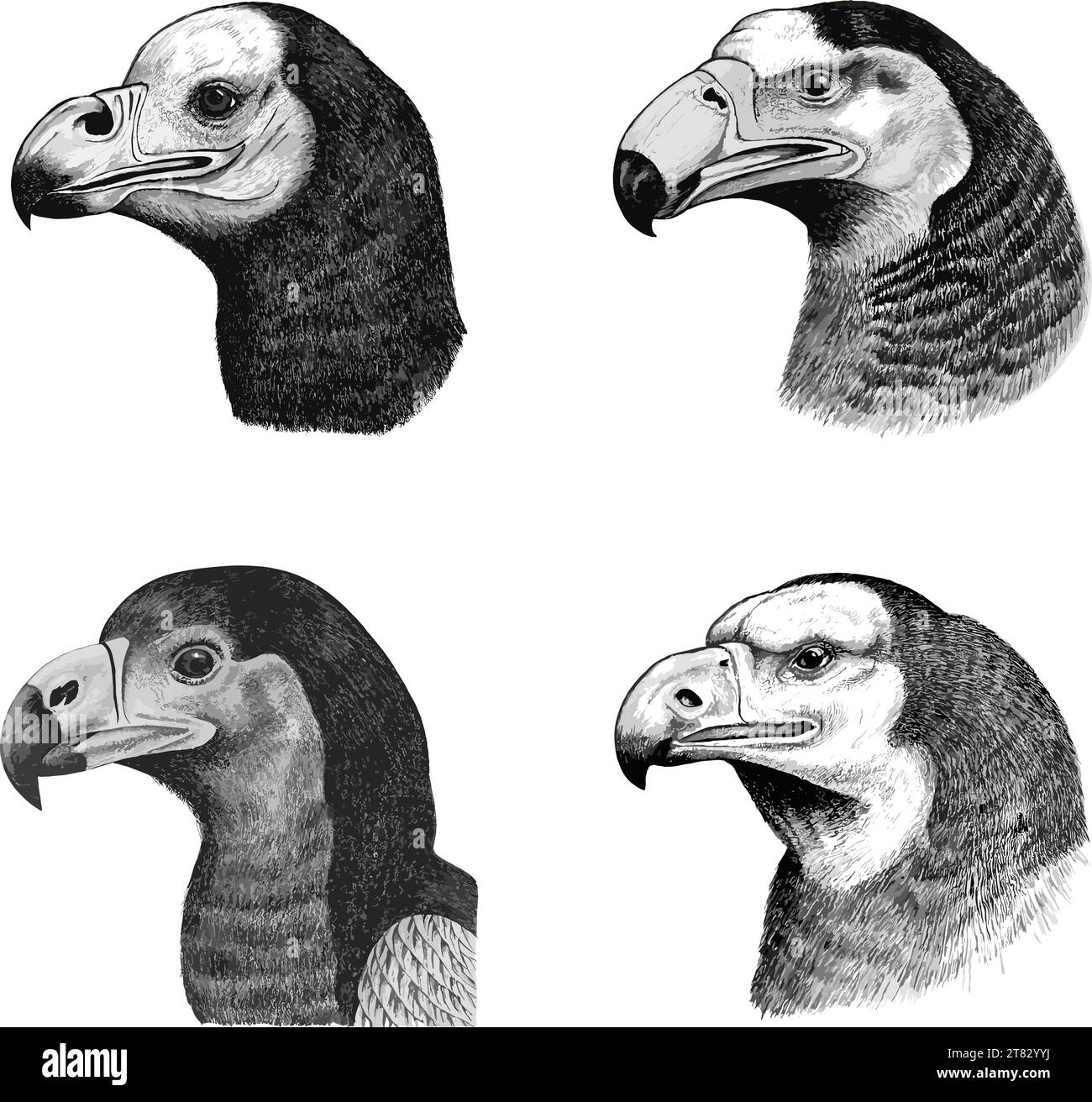 giant-condor-illustration-hi-res-stock-photography-and-images-alamy