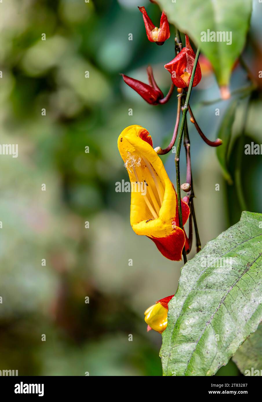 Close-up of a flower of the Mysore trumpet vine (Thunbergia mysorensis) Stock Photo