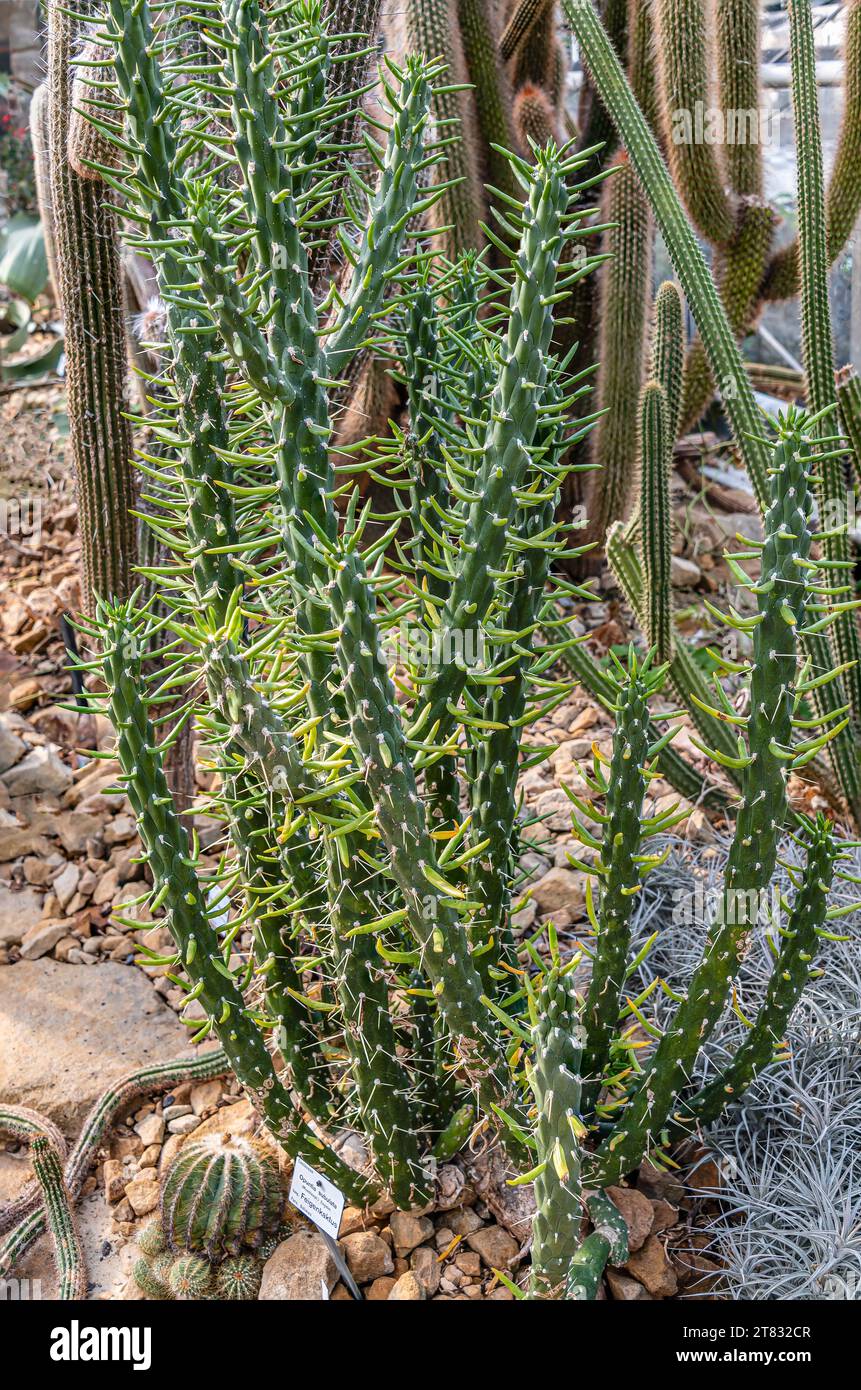 Close-up of a Eve's pin cactus, Opuntia Subulata Stock Photo