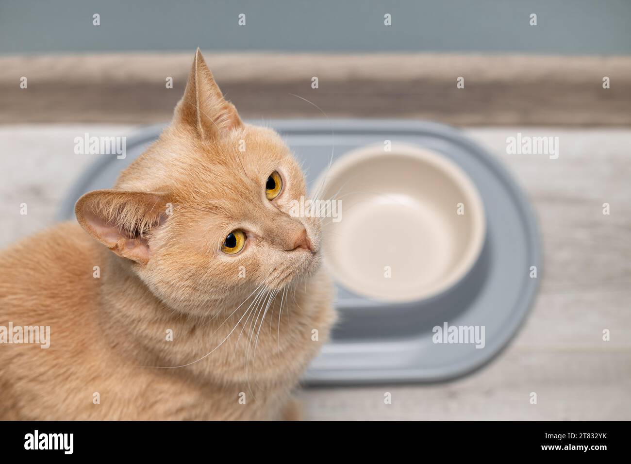 domestic cat sitting near an empty bowl. the cat is waiting for food to