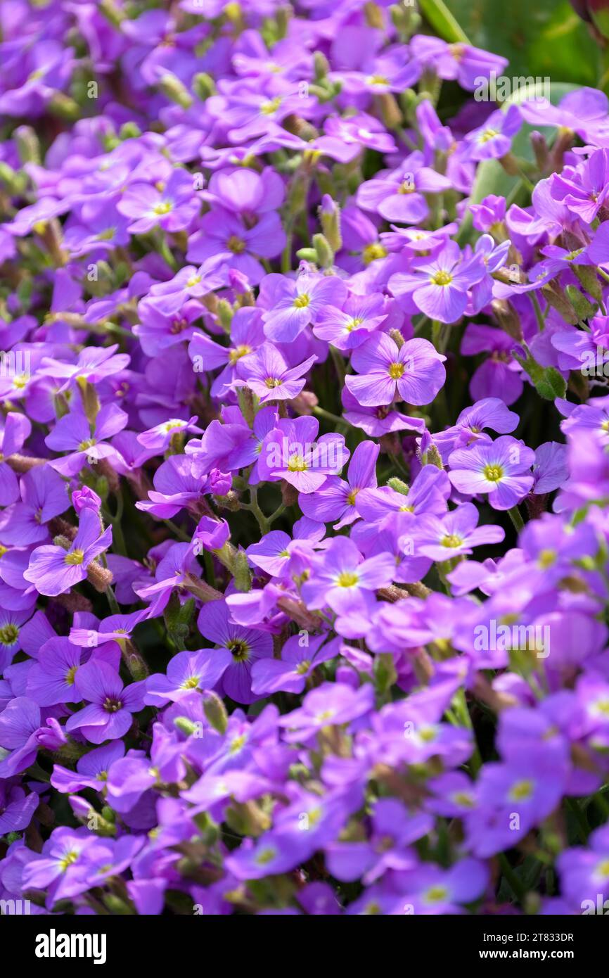 Aubrieta Axcent Light Blue, Axcent Series, evergreen plant, close up of flowers in May Stock Photo