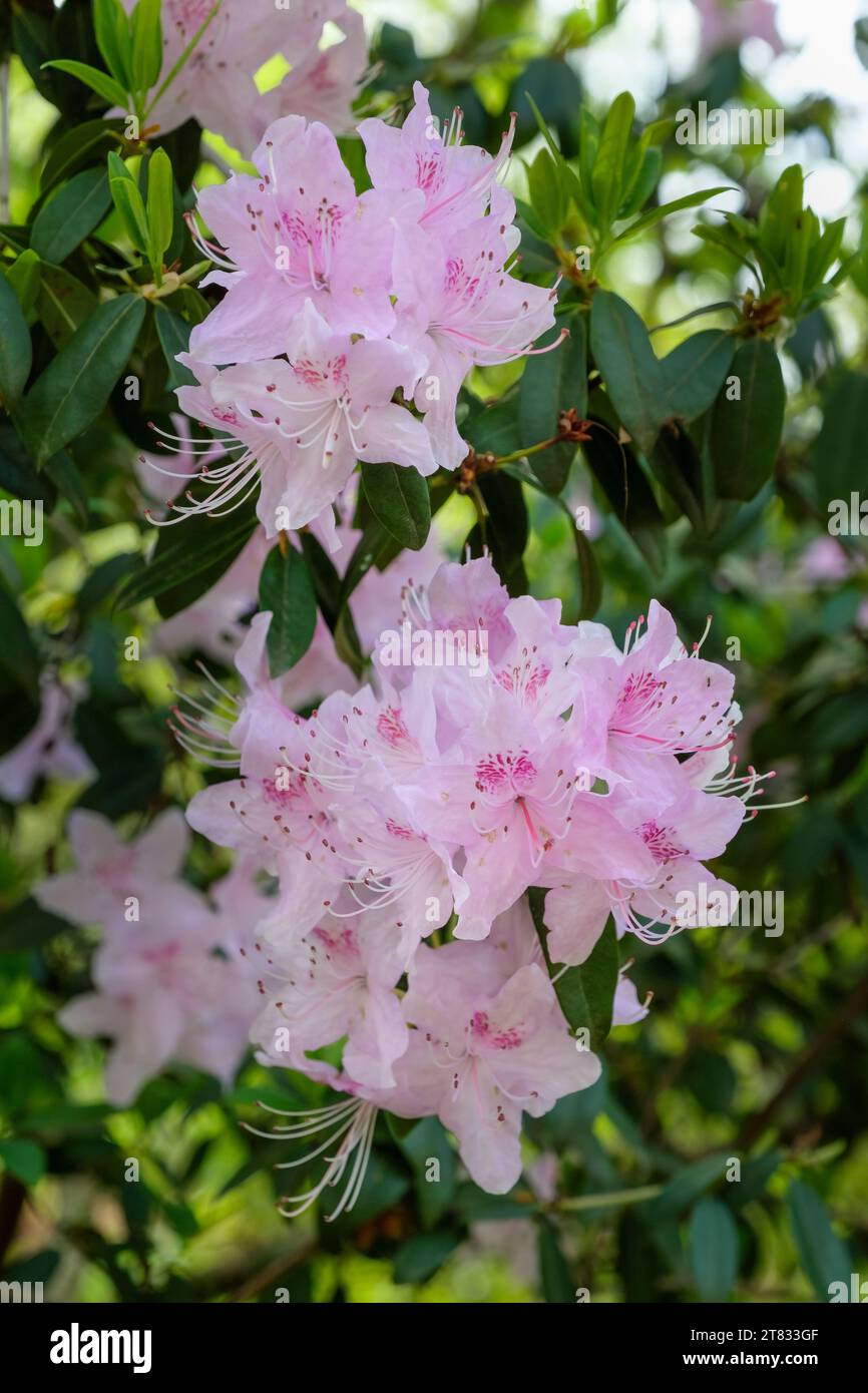 Rhododendron davidsonianum, concave-leaf rhododendron, pink flowers with a crimson blotch Stock Photo
