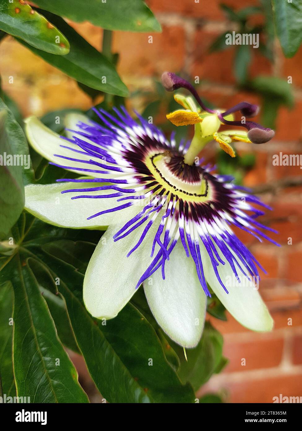 Close up of a passion fruit flower in full bloom. Stock Photo