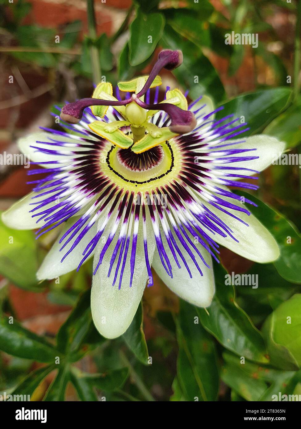 Close up of a passion fruit flower in full bloom. Stock Photo