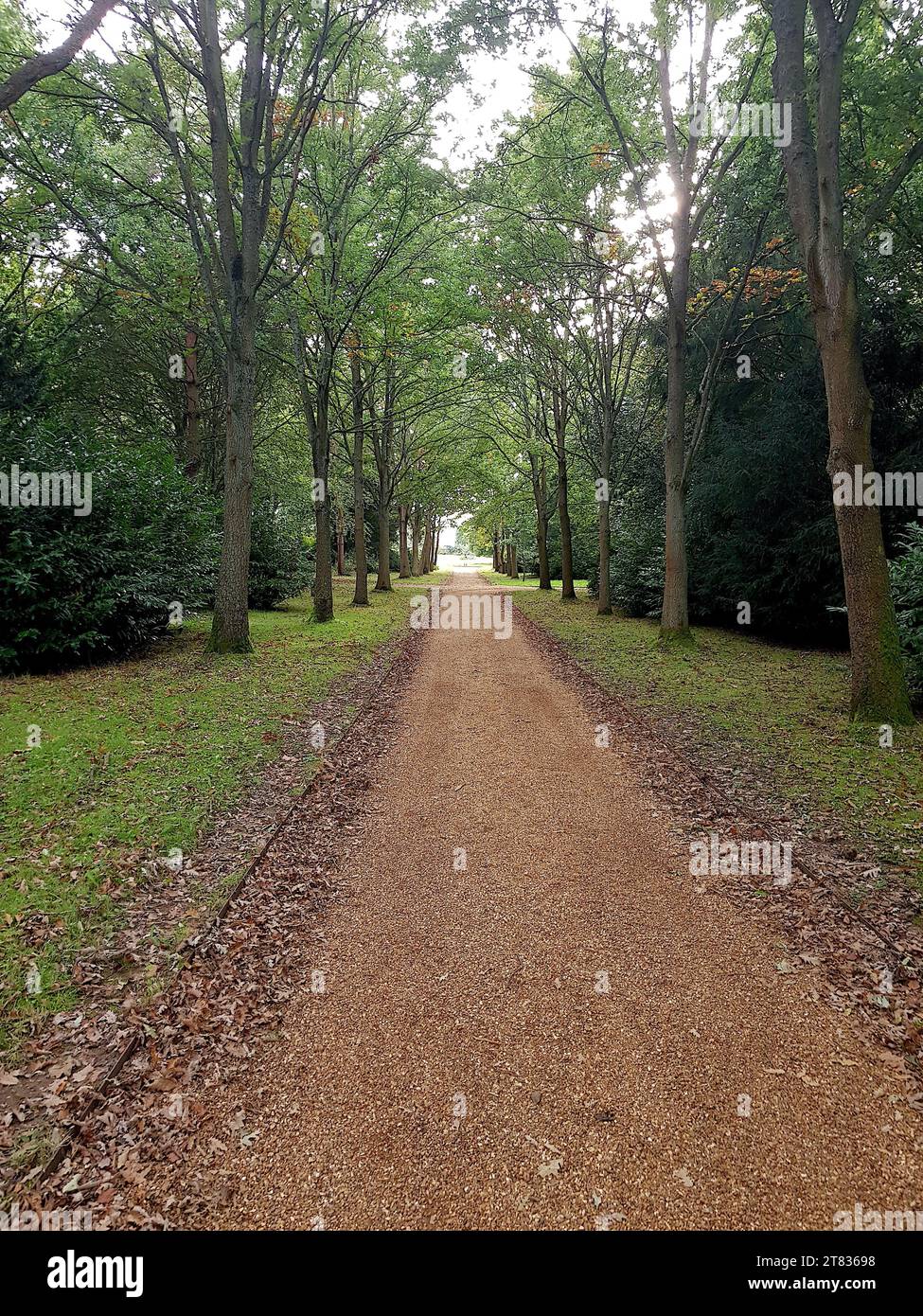 Straith Rocks Path View of woodland with a straight gravel path Stock Photo - Alamy