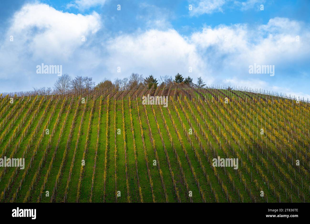 Vineyard in autumn, colorful foliage, Trier and the Moselle Valley in Germany, landscape and agriculture in rhineland palatine Stock Photo