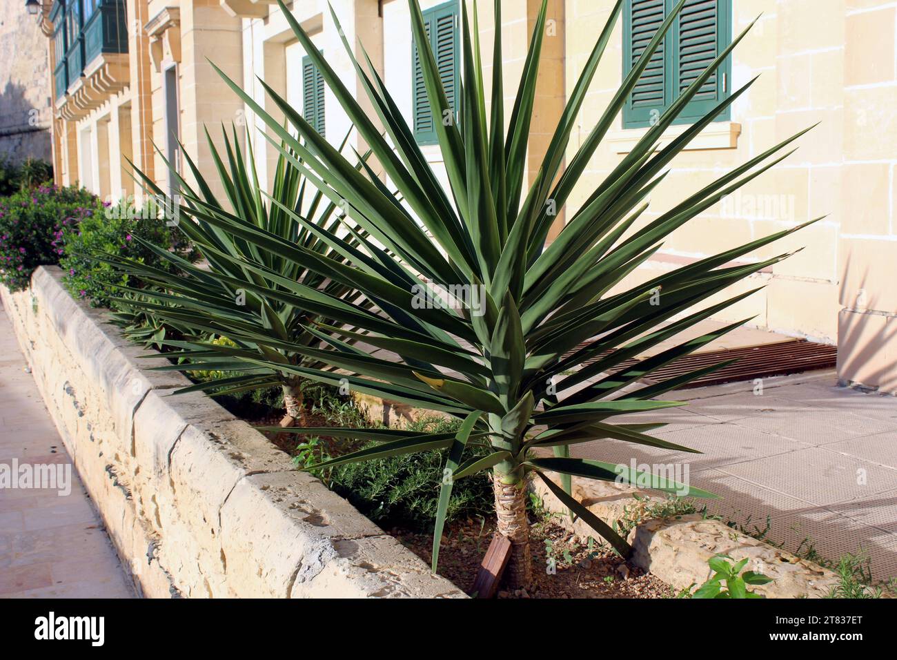 Yucca gigantea a shrub with multiple shoots Stock Photo