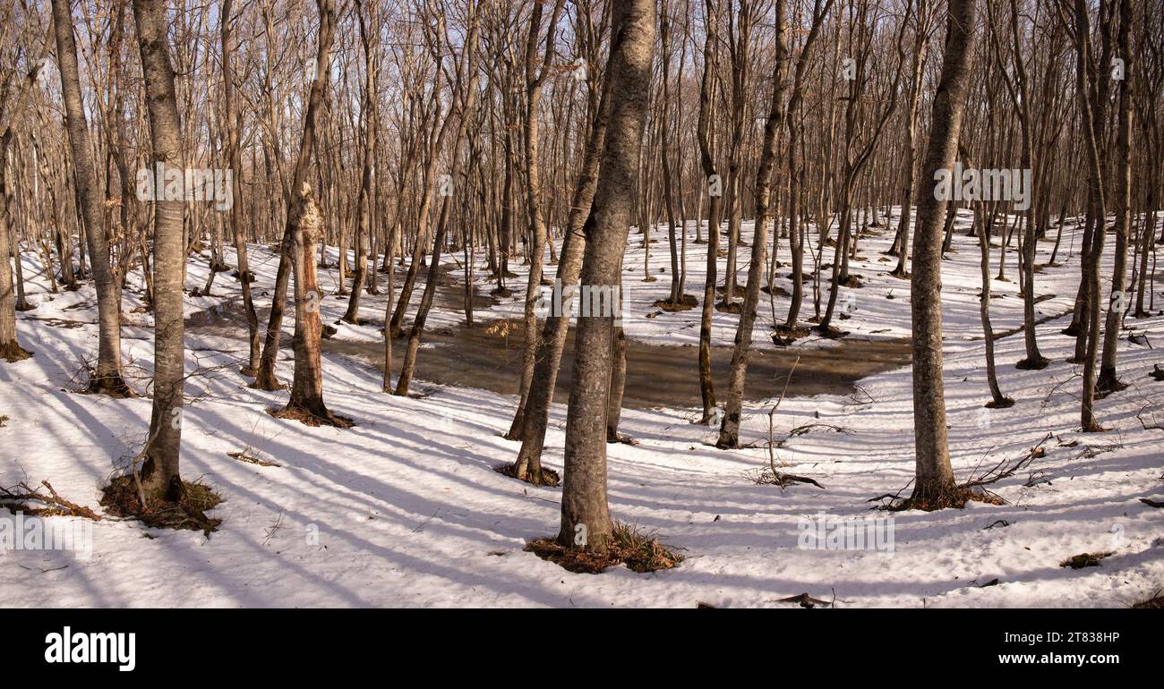 Lakes in a beautiful winter forest Stock Photo - Alamy