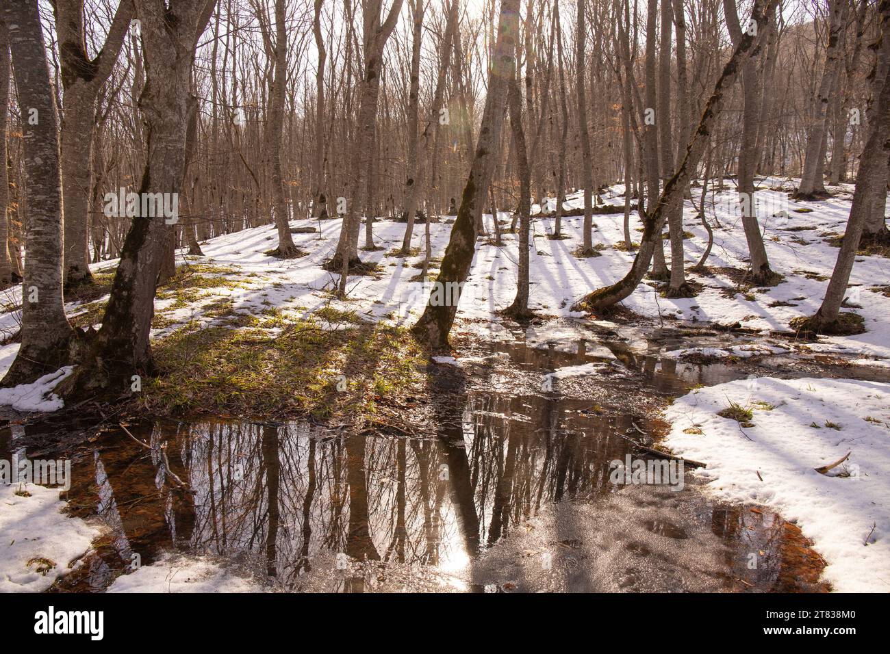 Lakes in a beautiful winter forest Stock Photo - Alamy