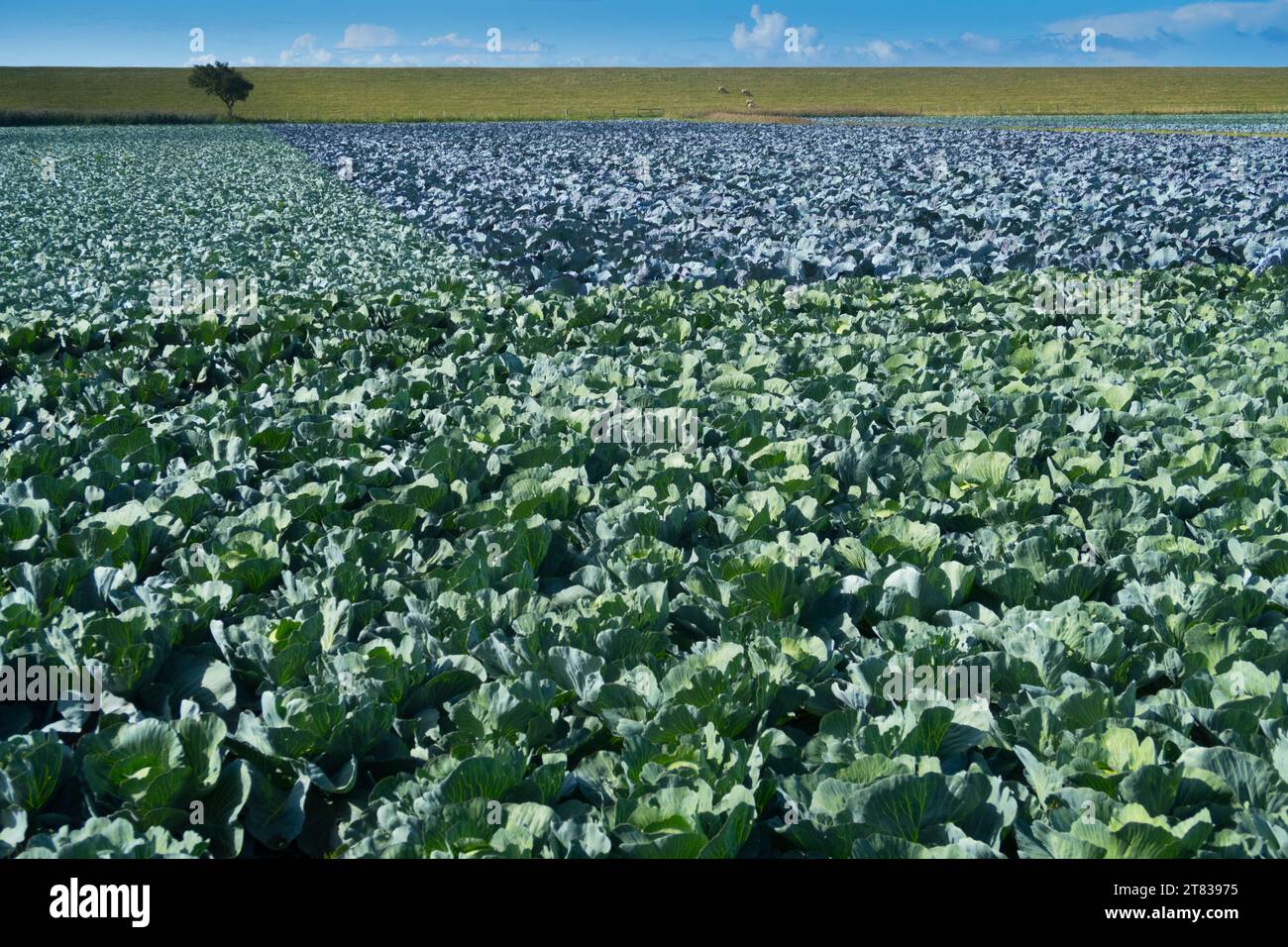 Cultivation of white cabbage and red cabbage on the dyke in Friedrichskoog Stock Photo