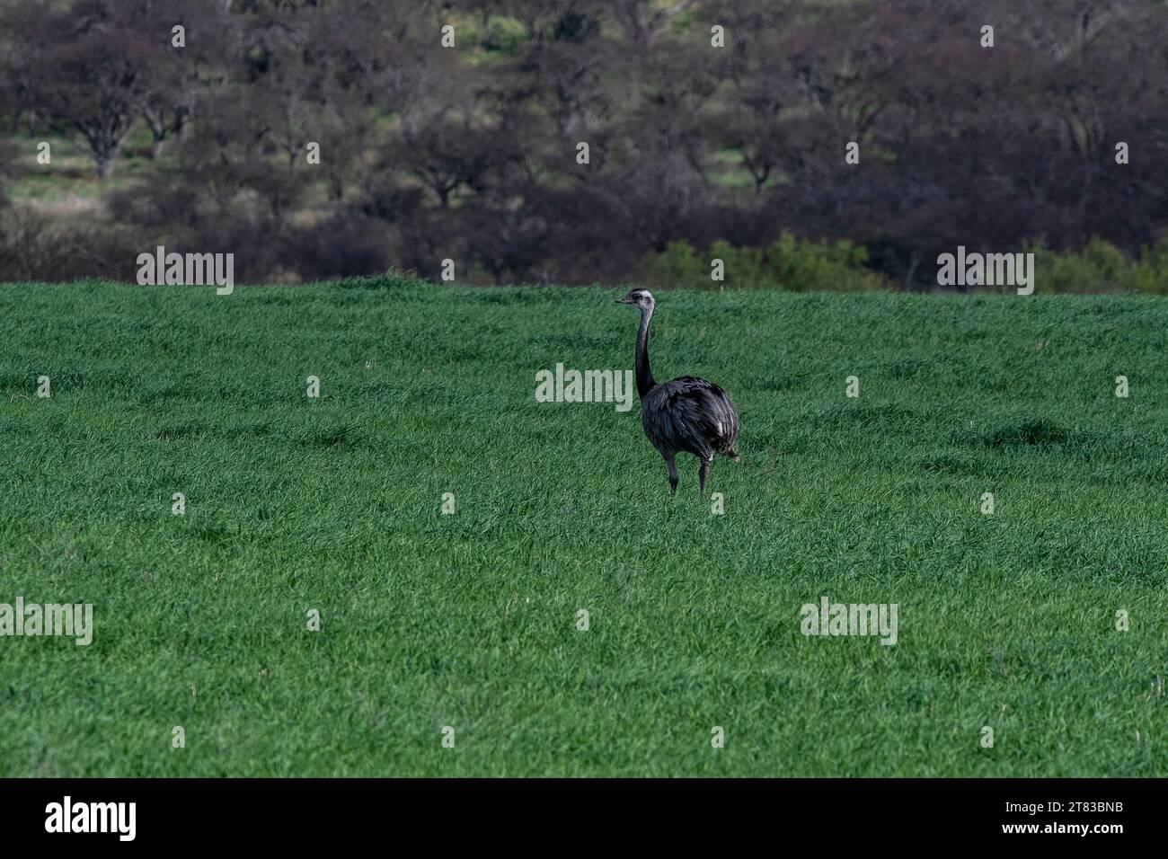 Greater Rhea, Rhea americana, in Pampas coutryside environment, La ...